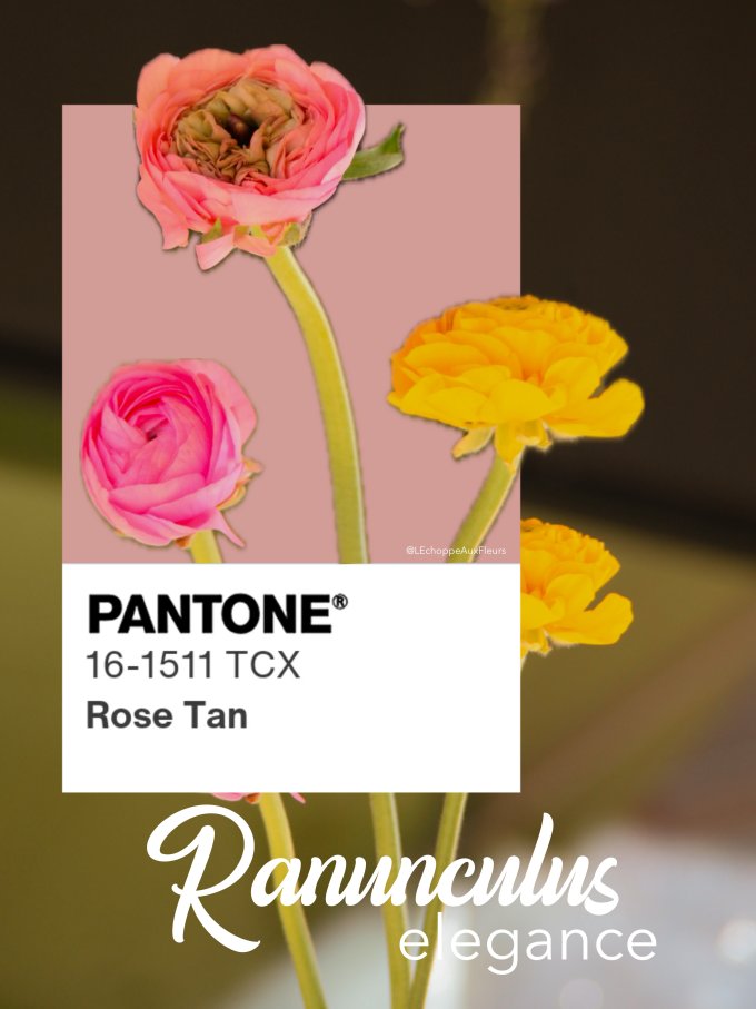 Fleurs de Mars photo 11